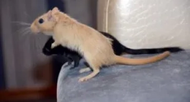 Разновидности на домашни мишки и колко живеят?